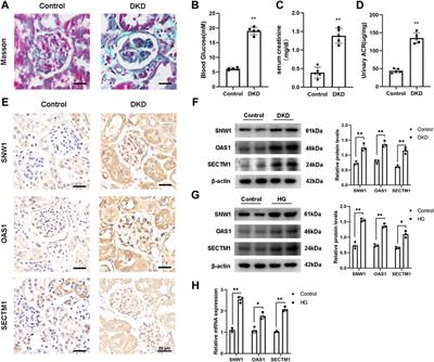 Identification and validation of key biomarkers for the early diagnosis of diabetic kidney disease